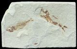Bargain, Pair of Cretaceous Fossil Fish - Lebanon #70023-1